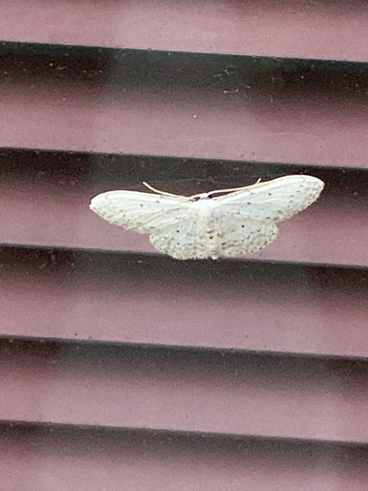 Welke spanner is dit?